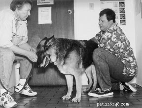 Comprehensive Guide to Canine Allergies: Diagnosis, Treatment, and Prevention