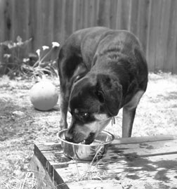 Safely Managing Corticosteroid Use in Dogs: A Veterinary Guide