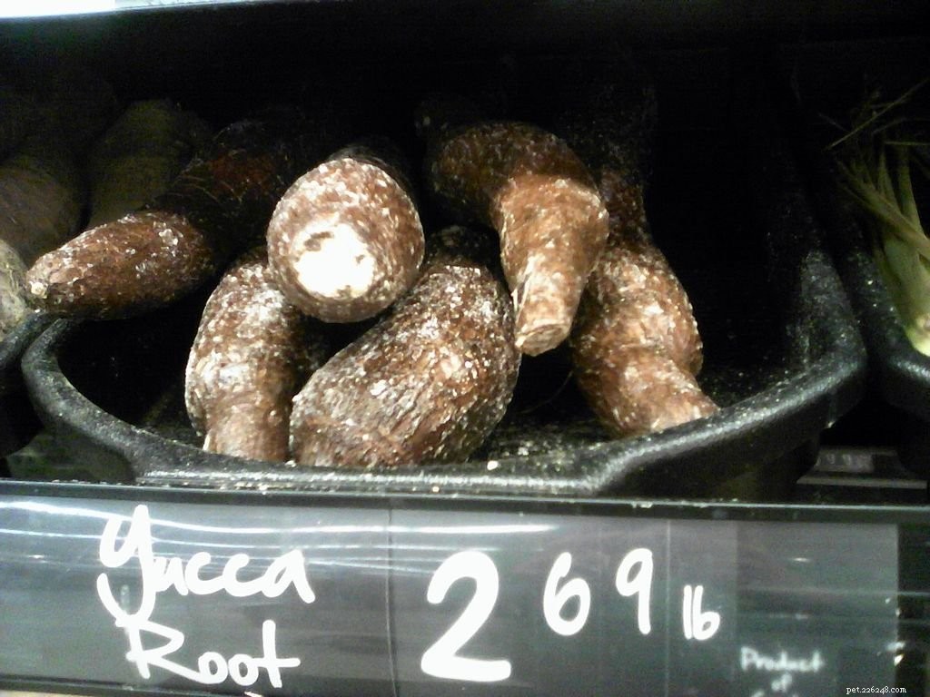 Yucca Root: A Natural Relief for Dog Arthritis & Digestive Health
