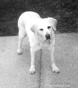 Holistic Healing: Extending Your Dog’s Life with Veterinary and Naturopathic Care