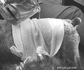 Effective Home Remedies to Relieve Your Dog’s Skin Inflammation