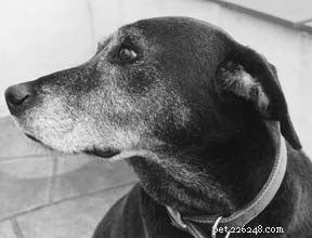 Hawthorn Herb Boosts Heart Health in Dogs: Evidence-Based Benefits