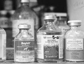 Avoiding Antibiotic Misuse in Dogs: Protecting Your Pet’s Health