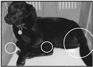 Understanding Canine Digestion: How Dogs Process Food