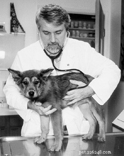 Understanding the Canine Respiratory System: Key Insights for Health