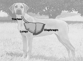 Understanding the Canine Respiratory System: Key Insights for Health