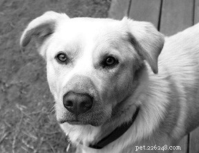 Unleashing the Power of a Dog’s Nose: Understanding the Canine Sense of Smell