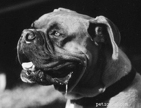 Unleashing the Power of a Dog’s Nose: Understanding the Canine Sense of Smell