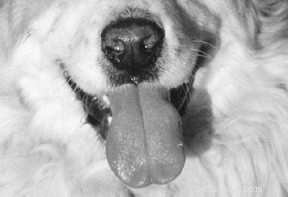 Unleashing the Power of a Dog’s Nose: Understanding the Canine Sense of Smell