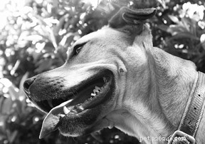 Safe, Anesthesia‑Free Dental Care for Your Dog: Expert Cleaning Tips