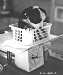 How to Care for Your Pregnant Dog: Expert Tips & Guidance