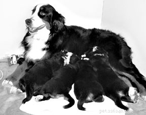 How to Care for Your Pregnant Dog: Expert Tips & Guidance