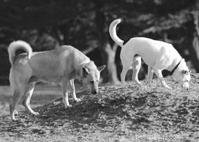 Understanding Chronic Kidney Disease in Dogs: Causes, Diagnosis, and Management