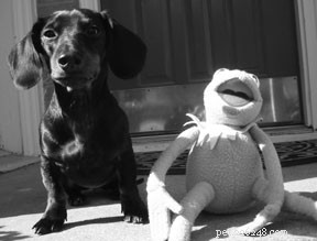 Understanding Chronic Kidney Disease in Dogs: Causes, Diagnosis, and Management
