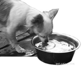 Understanding Canine Kidney Anatomy: Key Insights for Veterinary Care