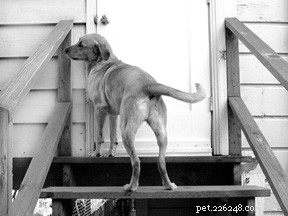 How to Identify and Treat Chronic Gas in Dogs