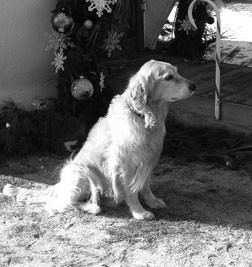 Alternative Cancer Treatments for Dogs: Evidence-Based Options