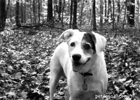 Alternative Cancer Treatments for Dogs: Evidence-Based Options