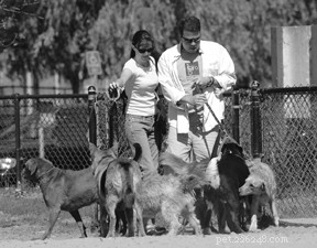 Protect Your Dog from Flu‑Like Illnesses: Expert Tips