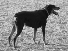 Why Tail Docking and Ear Cropping Pose Serious Health Risks for Dogs