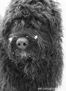 Canine Distemper: Why Vaccination Is Essential and What Risks Exist