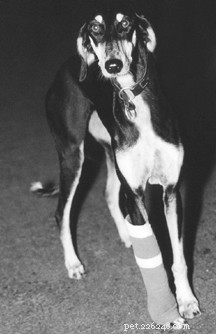 How to Safeguard Your Dog’s Bones: Choosing Healthy Chew Options