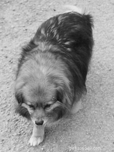 Is Your Dog Overweight? Recognize the Signs and Take Action