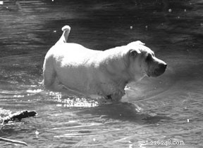 How Veterinary Drugs Shape Dog Behavior: A Trusted Guide