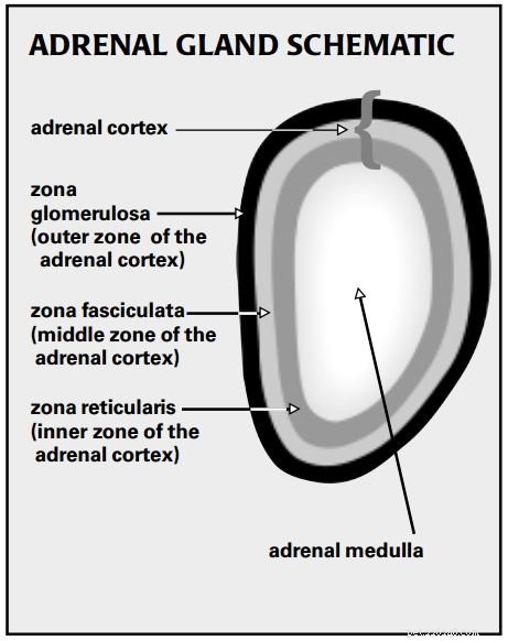 Understanding Canine Adrenal Glands: Symptoms, Treatment, and Prevention