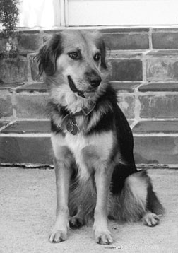 Comprehensive Guide to Treating Canine Heartworm Infections