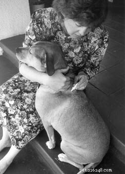 Can You Prevent Cancer in Dogs? Expert Insights & Practical Strategies