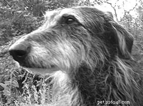 Heartworm Prevention: Why You Shouldn’t Skip It