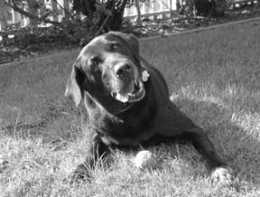 Understanding Your Dog’s Central Nervous System: Key Insights for Health and Wellness