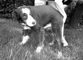 What Every Dog Owner Should Know About Anal Glands and Sacs