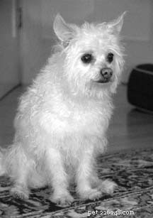 What Every Dog Owner Should Know About Anal Glands and Sacs