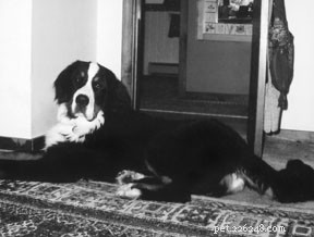 Effective Home Remedies for Dog Hot Spots and Lick Granulomas