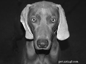Effective Home Remedies for Dog Hot Spots and Lick Granulomas