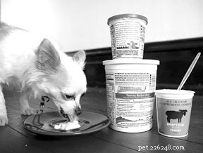 Probiotics: Enhancing Your Dog’s Health & Wellbeing