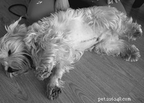 Professional Guide: Natural Remedies for Cleaning and Healing Dog Wounds