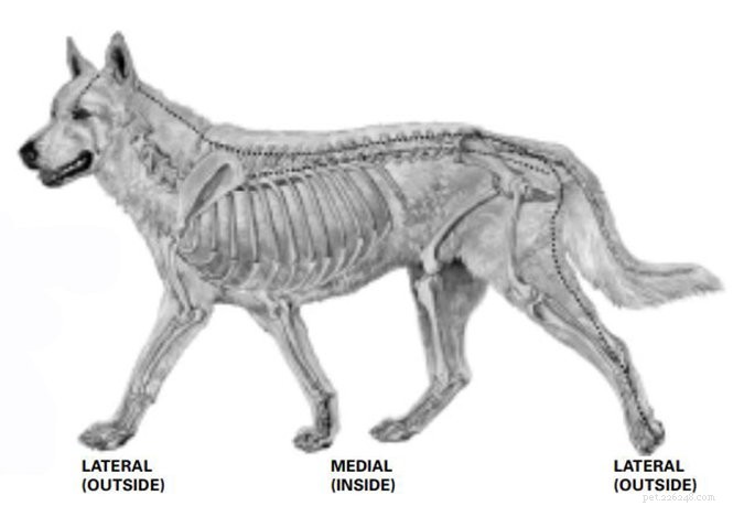 Enhancing Recovery: Acupressure After Surgery for Dysplastic Dogs