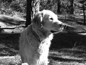 Enhancing Recovery: Acupressure After Surgery for Dysplastic Dogs