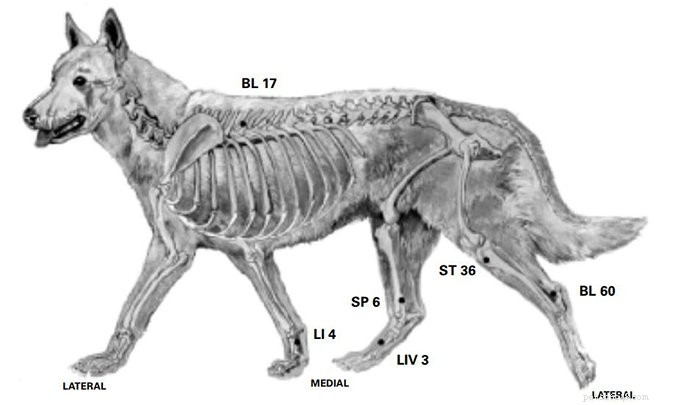 Enhancing Recovery: Acupressure After Surgery for Dysplastic Dogs
