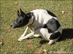 Understanding Canine Allergies: Protecting Your Dog’s Health