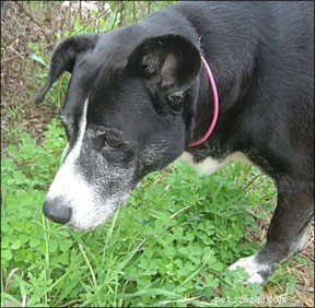 Understanding Canine Allergies: Protecting Your Dog’s Health