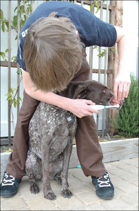 Preventing Canine Gum Disease: Essential Dental Care for Dogs