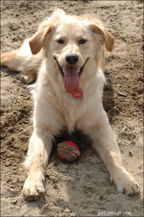 Prevent Canine Injuries: Expert Tips for Safe Exercise