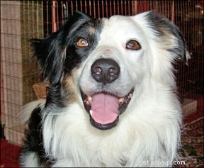 Prevent Canine Injuries: Expert Tips for Safe Exercise
