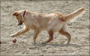 Prevent Canine Injuries: Expert Tips for Safe Exercise