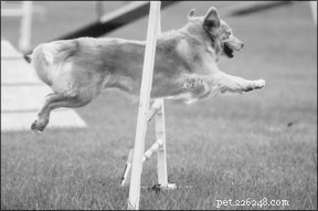 Expert‑Approved Home Care for Injured Dogs