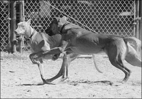 Expert‑Approved Home Care for Injured Dogs